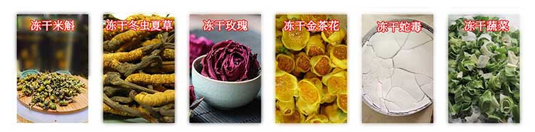 小型冻干机设备的效率和价格