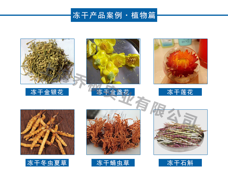 真空冷冻干燥机的用途